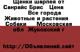 Щенки шарпея от Санрайс Брис › Цена ­ 30 000 - Все города Животные и растения » Собаки   . Московская обл.,Жуковский г.